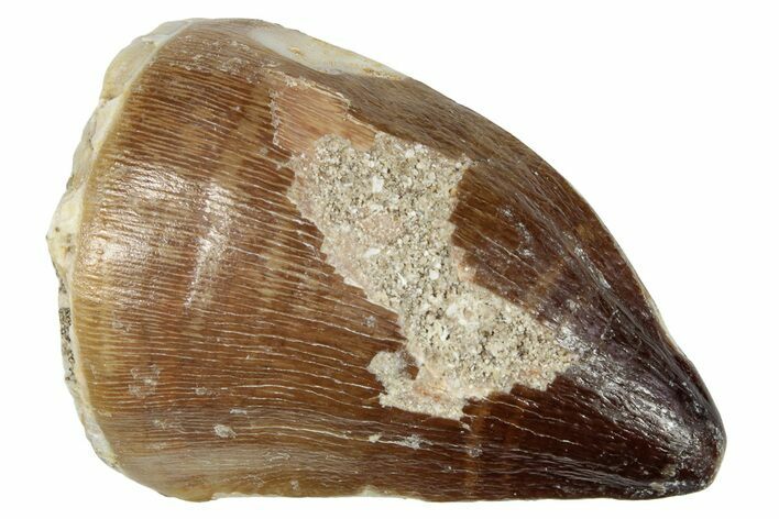 Fossil Mosasaur (Prognathodon) Tooth - Morocco #249792